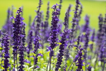 Lush garden bursting with vibrant purple lavender flowers set against a backdrop of lush green grass