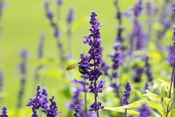 Obraz premium Lush garden bursting with vibrant purple lavender flowers set against a backdrop of lush green grass
