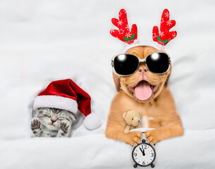 Funny Mastiff puppy dressed like santa claus reindeer  Rudolf holding alarm clock and lying with cozy kitten under white blanket at home. Top down view