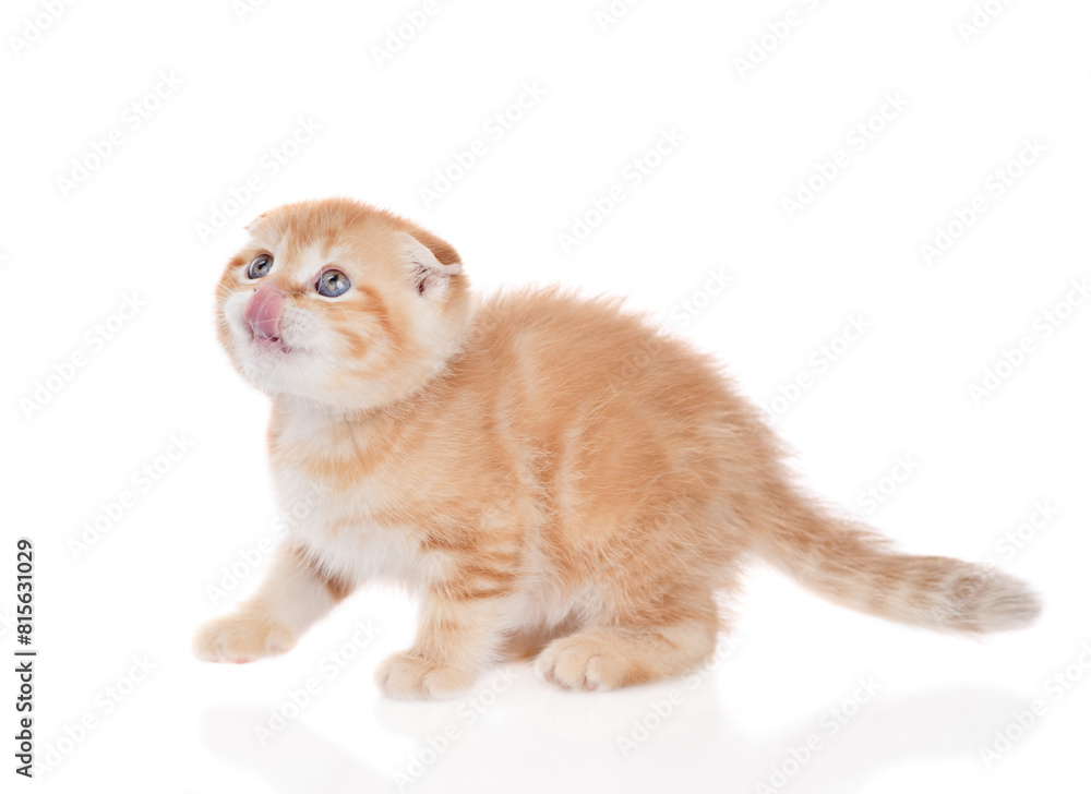 Poster Hungry tabby ginger kitten licking lips and looking up on empty space. Isolated on white background