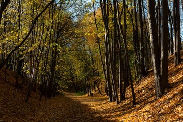 Alleys in the Cytadela park in Poznan.