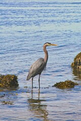 Blue heron on the foreshore in Vancouver.