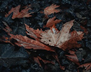 Single fallen leaf rests on the ground surrounded by dark stones and other dead leaves.