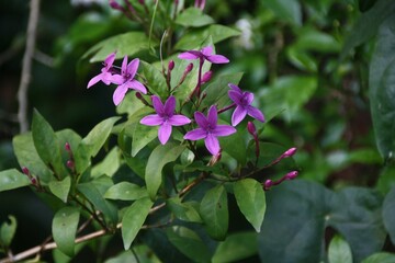 Closeup of a bunch of purple-colored wild flowers on a plant in India.