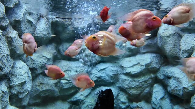 Red Blood Parrot fish or Vieja synspila is swimming in aquarium. fresh water fish in Thailand