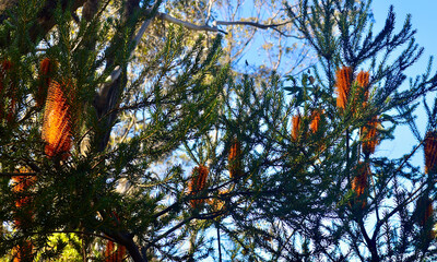 Banksia bushes along a walking trail at Wentworth Falls in the Blue Mountains of Australia.
