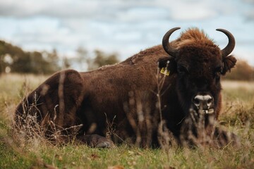 Large fluffy brown bison resting in a grassy field