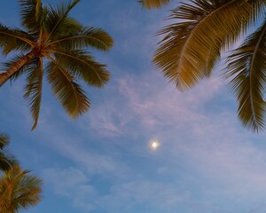 Tranquil scene of tall palm trees silhouetted against a cloudy sky illuminated by the moonlight.
