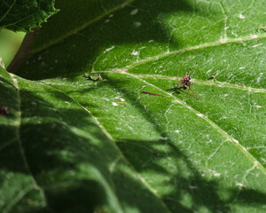 フキの上の黒蟻 / Black ant on Japanese butterbur
