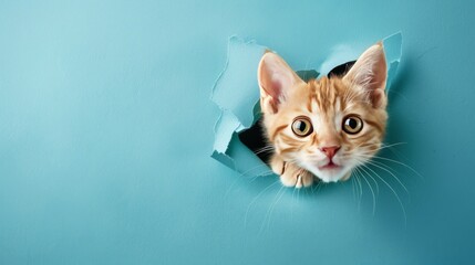 Cute Kitten Head Peeking Through Hole in Paper Wall