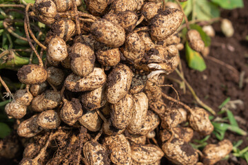 Fresh peanuts plants with roots plants harvest of peanut plants.