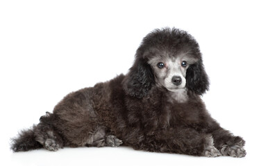 Cute black poodle poppy lying in side view and looking at camera. Isolated on white background