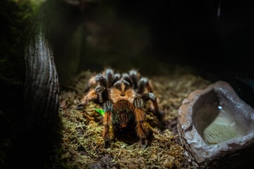 Brachypelma hamorii Mexican Tarantula spider photography