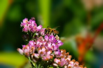 Closeup of a honeybee gathering nectar from vibrant pink flower buds in a garden setting.