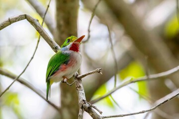 Cuban tody perched atop a tree branch in a scenic and verdant park.