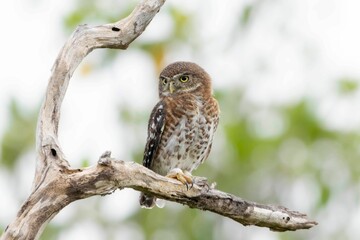 Owl perched on a thin, bare tree branch in a wooded area.