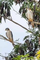 Two  American kestrels perched on top of tree branches against a blue sky.