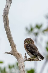 Owl perched on a thin, bare tree branch in a wooded area.
