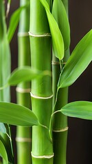 Obraz premium Vibrant green bamboo stems with fresh leaves