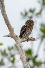 Owl perched on a thin, bare tree branch in a wooded area.