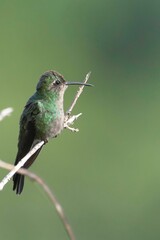 Colorful hummingbird perched on a branch against a lush green landscape.