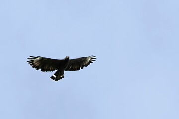 Majestic eagle soaring through the clear blue sky, wings proudly spread.