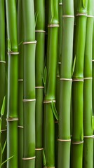 Obraz premium Verdant bamboo forest closeup showcasing natural patterns