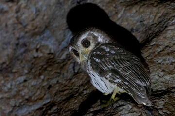 Small gray owl perched on a rock crevice.