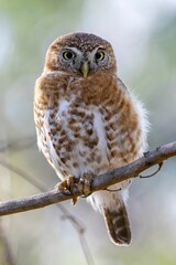 Owl perched on a thin, bare tree branch in a wooded area.