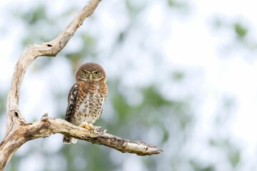 Owl perched on a thin, bare tree branch in a wooded area.