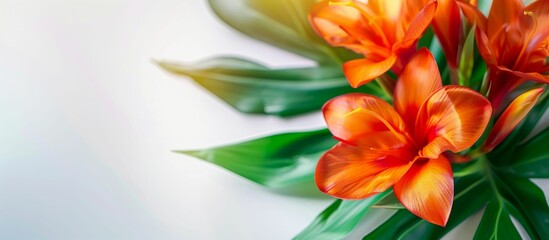Obraz premium Vibrant Orange Hibiscus Flower Against a Lush Green Backdrop. Generative ai