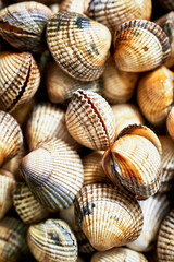 Background of Fresh Cockles: Textured shells displayed in a top view with selective focus. Featuring the Cerastoderma edule species in a captivating close-up.