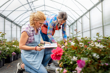 Two women working in the flower greenhouse selecting roses for pollination to create a new variety.