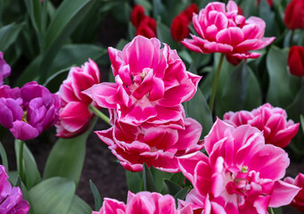 White and pink tulip called Colombus. Double Early group. Tulips are divided into groups that are...