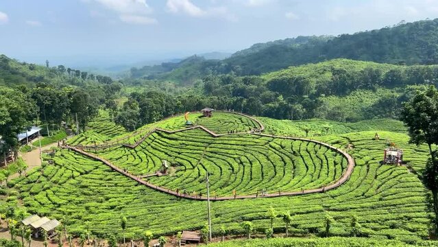 Landscape of fresh green tea leaves on a bush in Gunung Gambir, Jember, Indonesia. Slow panning captures the vibrant, lush tea plantations, highlighting the natural beauty and vitality of the leaves.