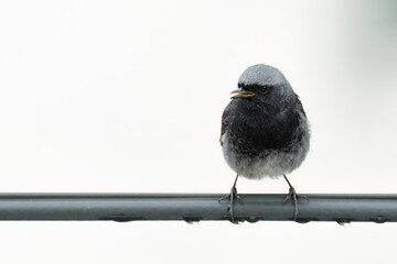 Black redstart perched on a cable in the rain