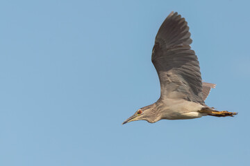 Black-crowned night heron flying in the sky with wide opened wings