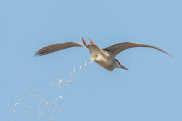 Black-crowned night heron flying in the sky with wide opened wings and throw excrements