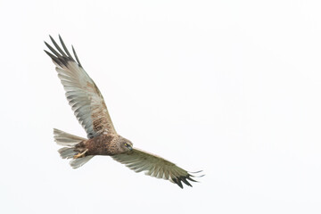 Western marsh harrier flying in the sky with wide opened wings