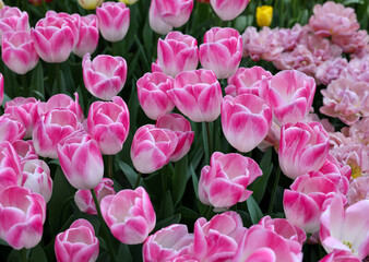 Obraz premium Pink tulips called Deborah. Triump group. Tulips are divided into groups that are defined by their flower features