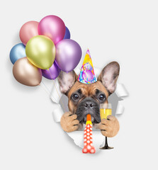 French bulldog wearing party cap blows in party horn and looks through the hole in white paper, holds balloons and glass of champagne