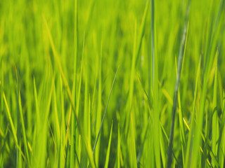 Green blade of rice plant at farm.
