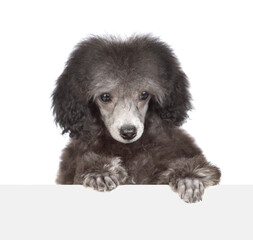 Cute black poodle puppy looks above empty white banner. Isolated on white background
