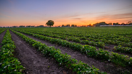 Rows of strawberry plants with blossoms on a strawberry plantation and a lone tree standing in the...