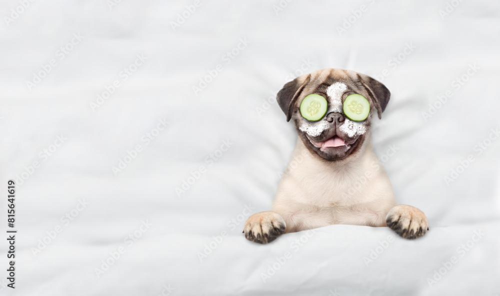 Leinwandbilder Funny Pug puppy with a piece of cucumber on it eyes and cream on it face relaxing on the bed at home. Top down view. Empty space for text
