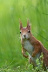 a squirrel standing up in the tall grass with his paws up
