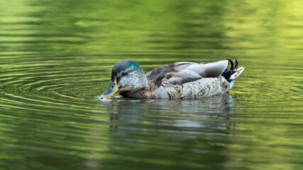 the duck is swimming on the water near many ripplels