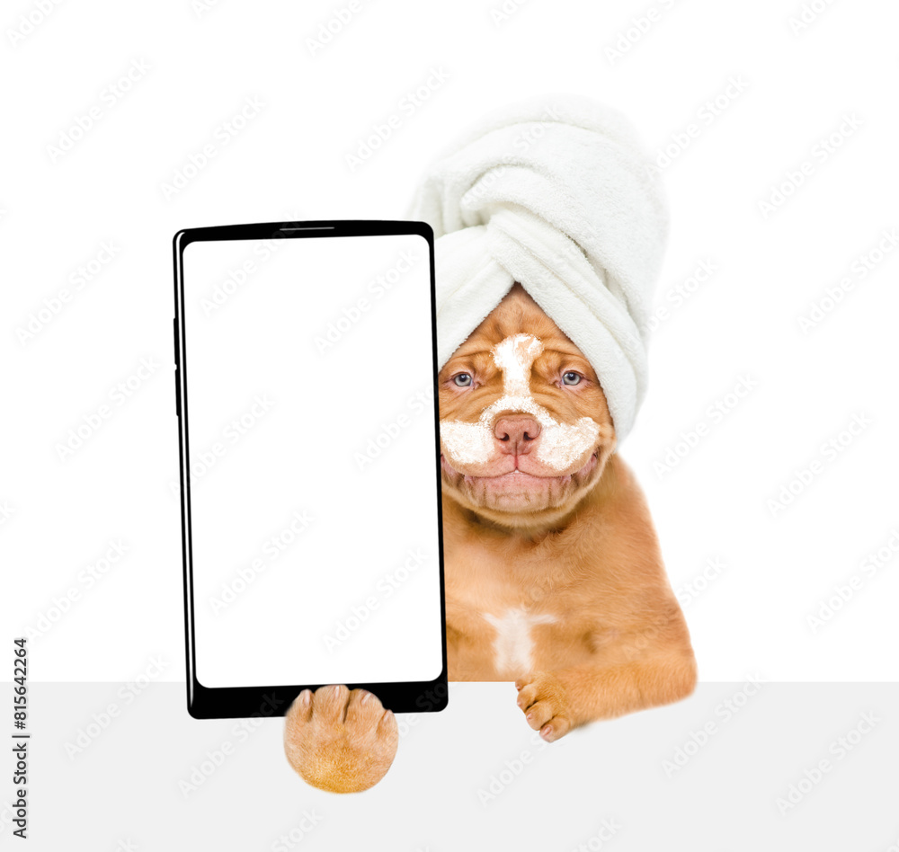 Fototapete mastiff puppy with towel on it head, with cream on it face holds big smartphone with white blank scr