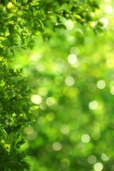 Fototapeta premium Mesmerizing abstract green bokeh lights blur, ideal for captivating background visuals