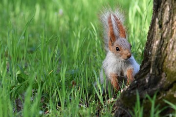 squirrel in the forest